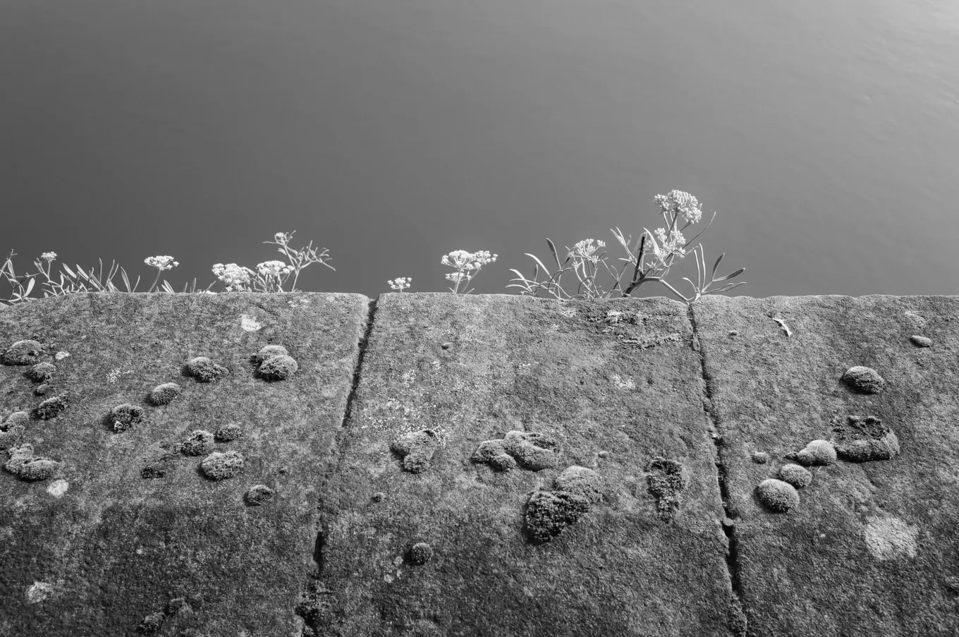 Wild flowers growing from the top of a lichen-spotted quay wall, flat water beyond