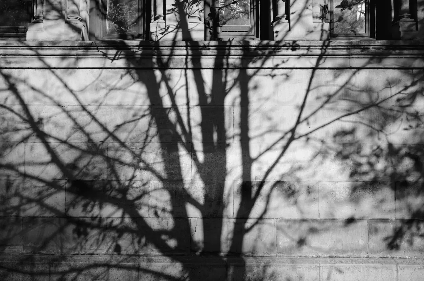 The shadow of a tree thrown across a stone wall beneath a row of railings