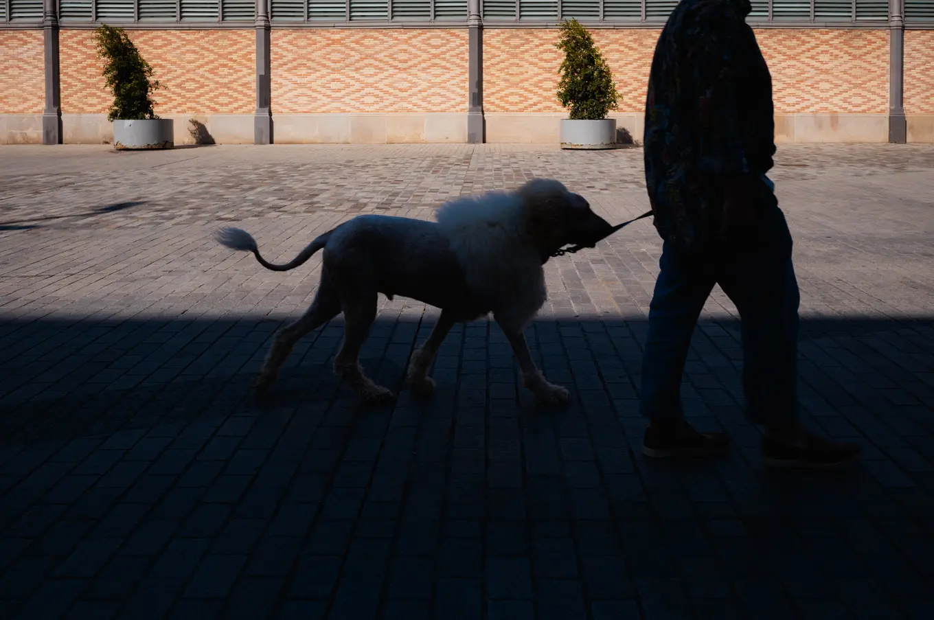 A person and a large dog walking through deep shadow, the pavement behind them still in sun