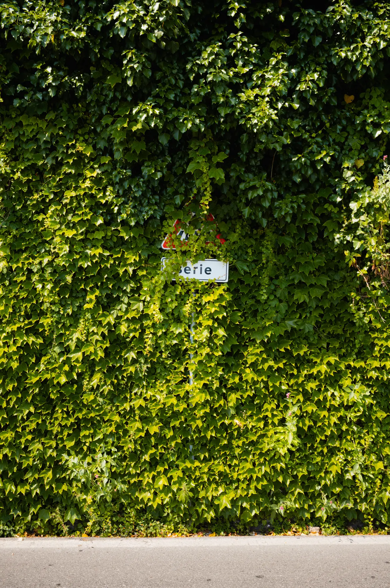 A street sign half swallowed by a wall of ivy