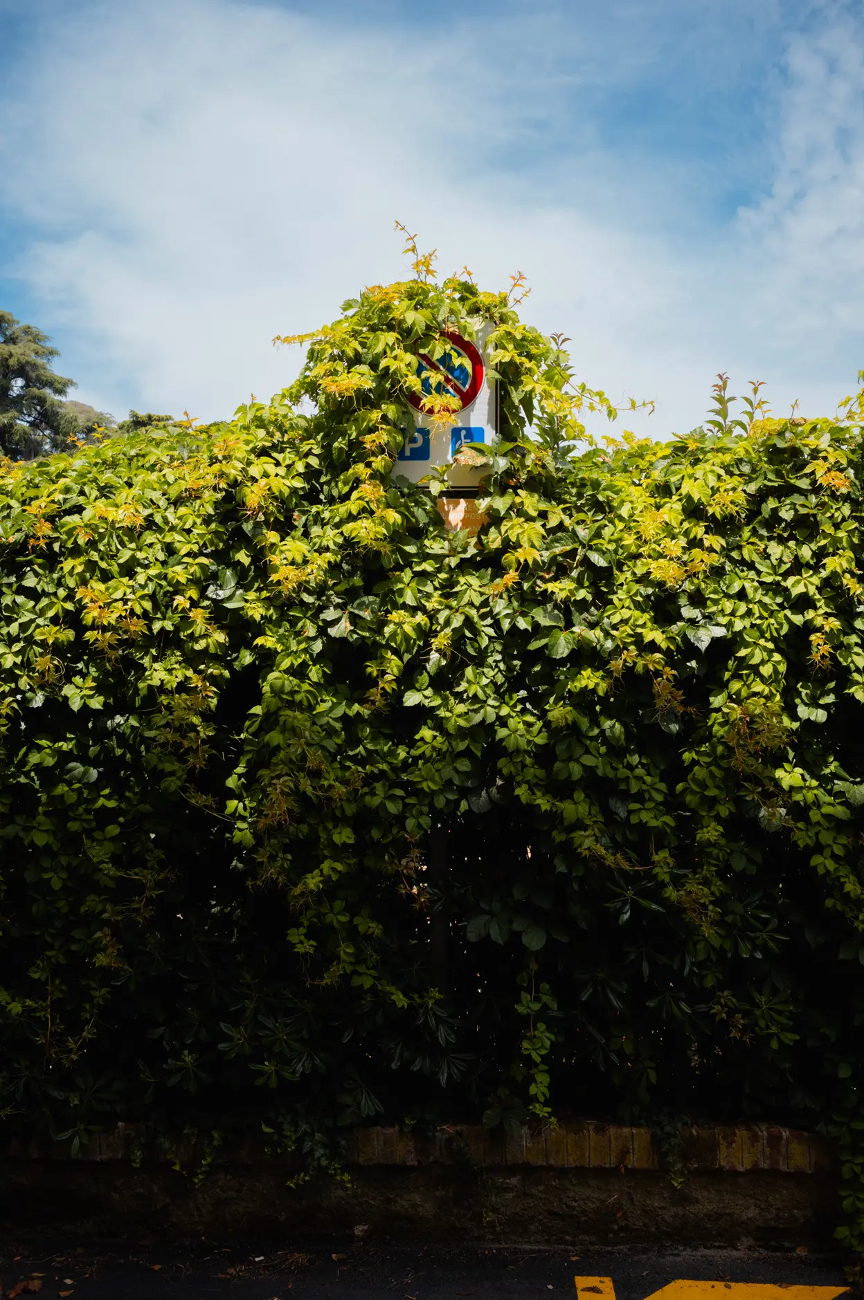 A road sign just showing over the top of a tall flowering hedge