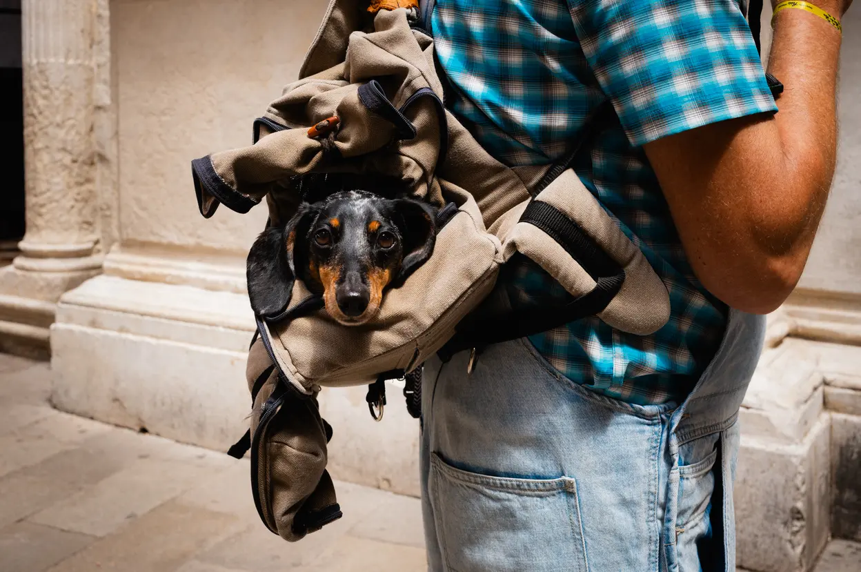 A dachshund looking out of the backpack it is being carried in