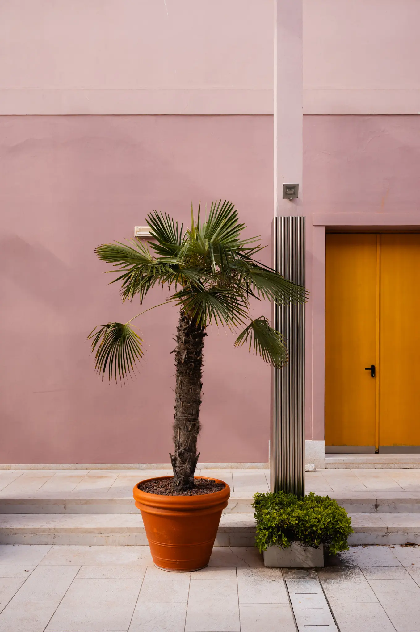 A potted fan palm against a pink wall, beside a yellow door