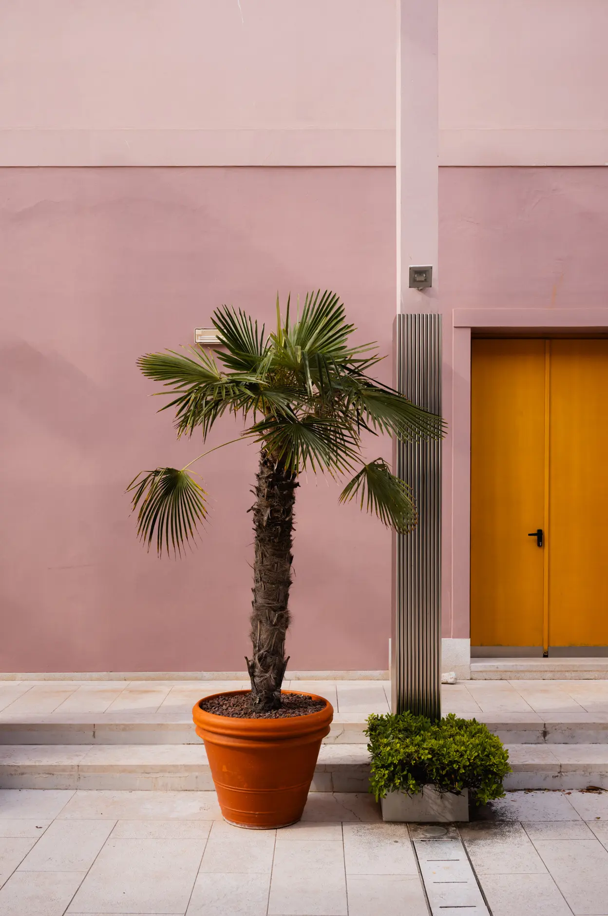 A potted fan palm against a pink wall, beside a yellow door