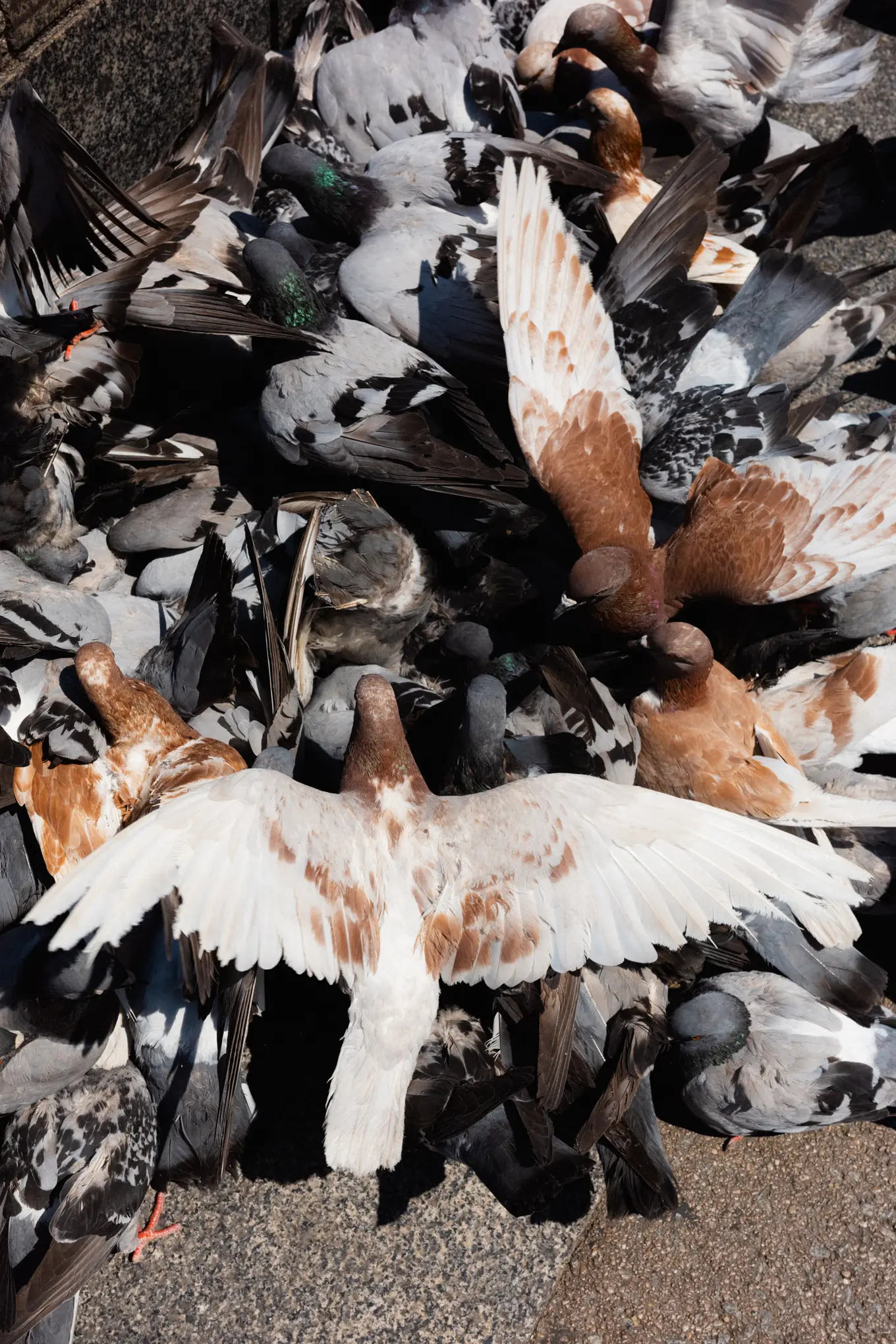A crowd of pigeons packed together on paving, one in the middle with its wings spread wide